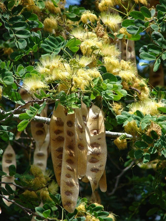 Broome raintree with fine, doubly pinnate leaves and yellow flowers
