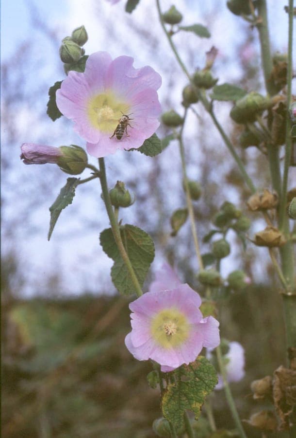 Alcea biennis - pale biennial hollyhock with purple flowers in midsummer