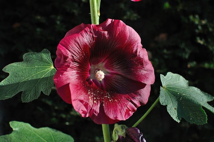 Stockmalven in voller Blüte entlang einer rustikalen Mauer, hohe Stängel mit großen Blüten in zarten Rosa- und Weißen Tönen