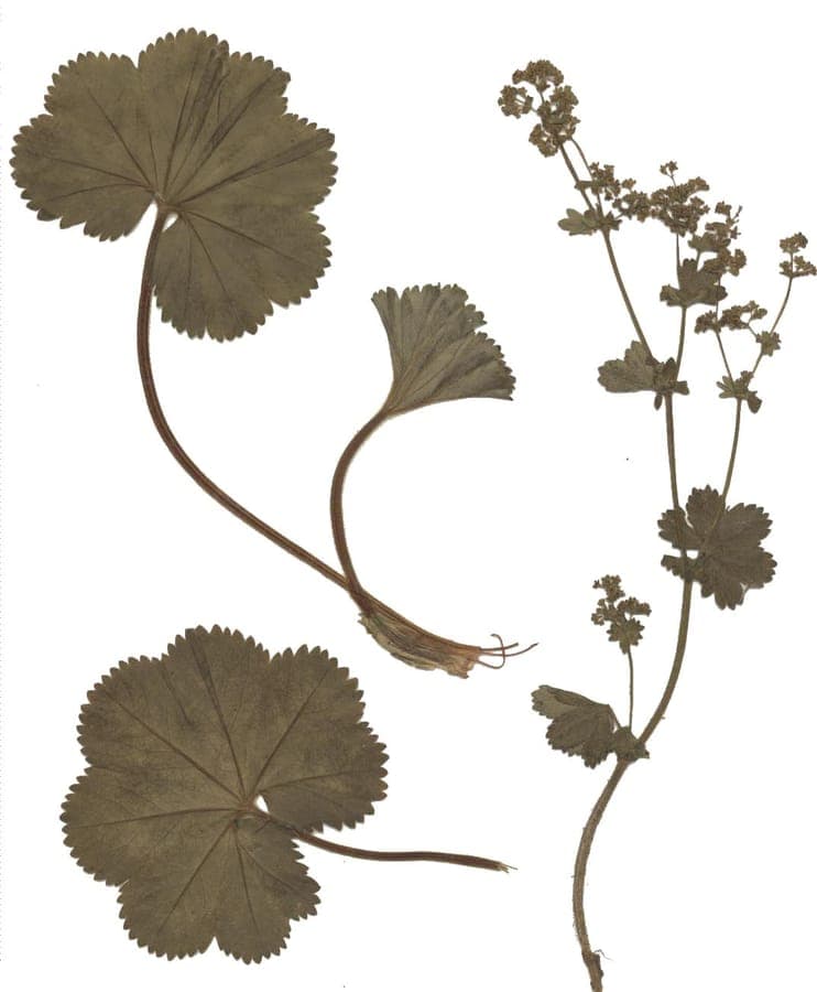 Hairy lady's-mantle with textured green leaves and delicate yellow flowers in a woodland garden