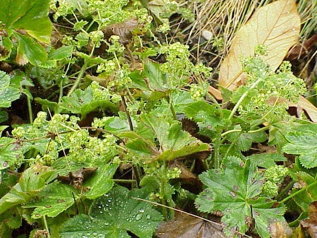Small lady's-mantle with fan-shaped leaves