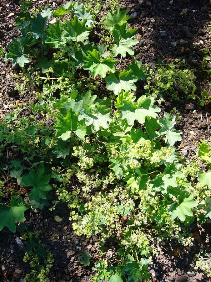 Kahler Frauenmantel mit glänzenden Blättern und grünen Blütenrispen in einem feuchten Beet