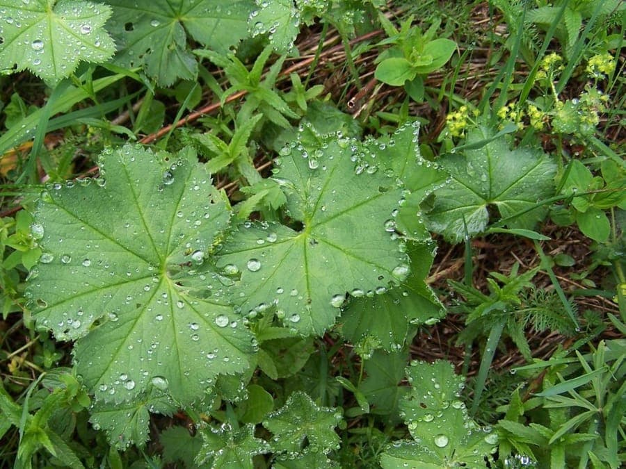 Glanzend-leuchtendes Laub und Bluten von Alchemilla micans