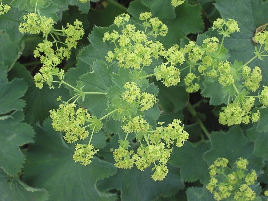 Fraaie vrouwenmantel met ronde bladeren en lichtgroene bloemen in een tuinbed
