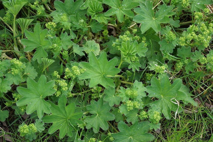 Gelbgrüne Blüten des Stumpfzähnigen Frauenmantels im Frühling