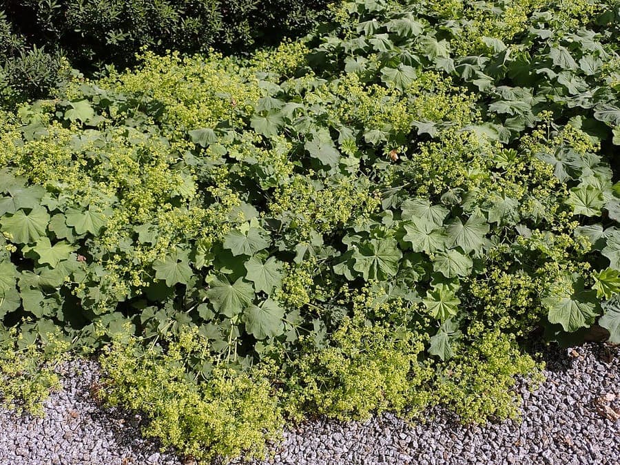 Geel-groene bloemen van geelgroene vrouwenmantel