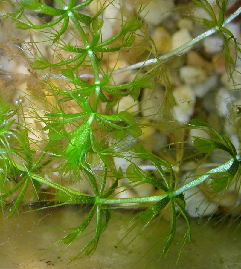 Eine treibende Wasserfalle mit kleinen Fangblättern in klarem Wasser unter Sonnenlicht