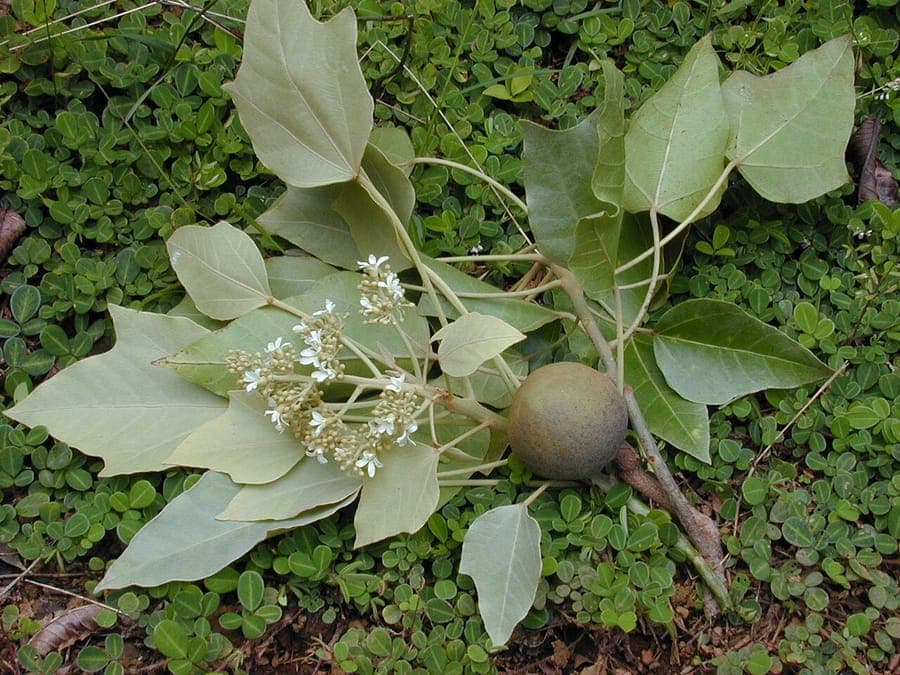 Aleurites moluccanus tree with foliage and fruits