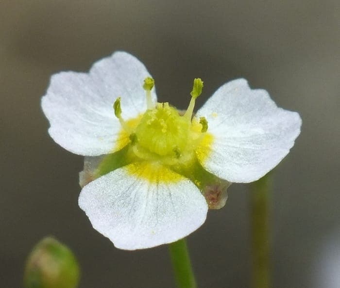 Grasartiger Froschlöffel in voller Blüte am Rand eines naturnahen Teichs