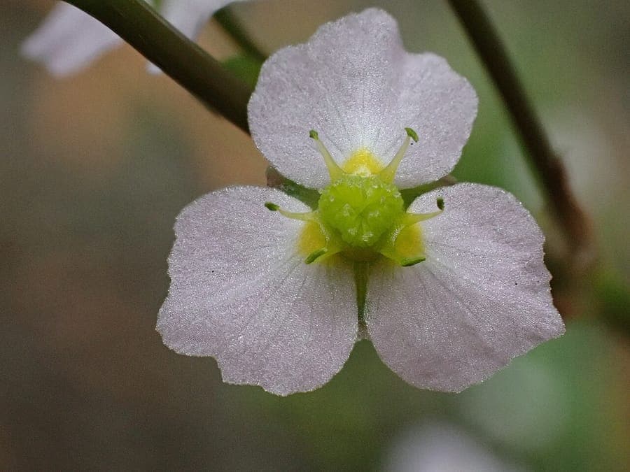 Slanke waterweegbree (Alisma lanceolatum) met smalle bladeren en kleine witte bloemen in een vijverrand