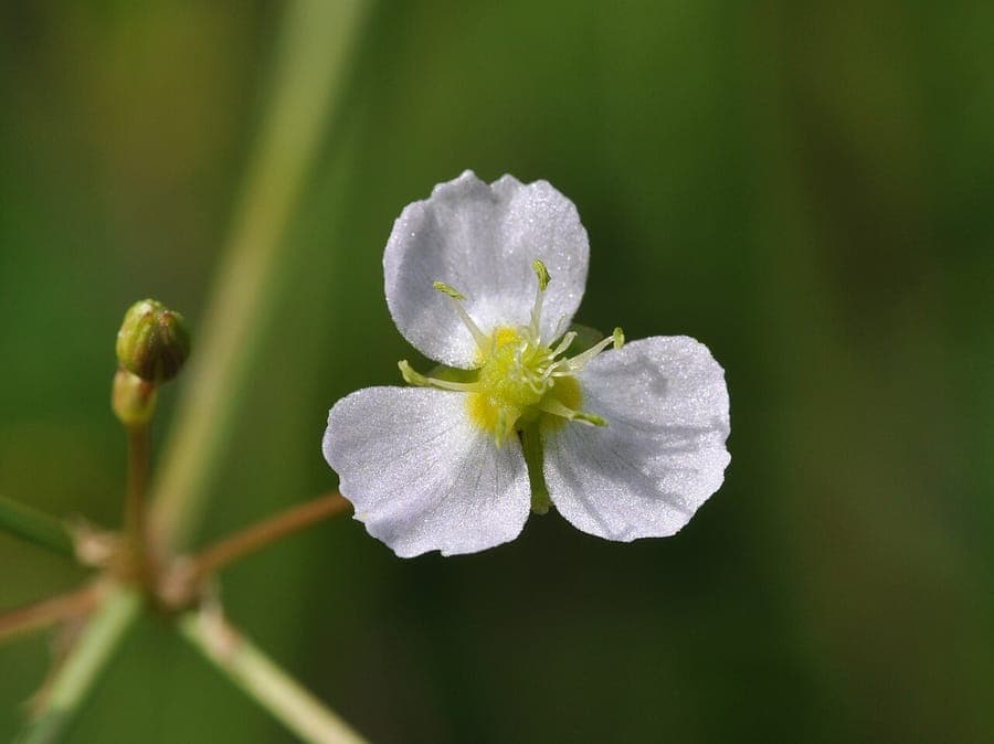 Gemeiner Froschlöffel mit breiten Blättern und zarten weißen Blüten am Rand eines seichten Teichs