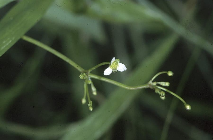 Grote Waterweegbree (Alisma subcordatum) groeiend in natte omgeving met zichtbare bladeren