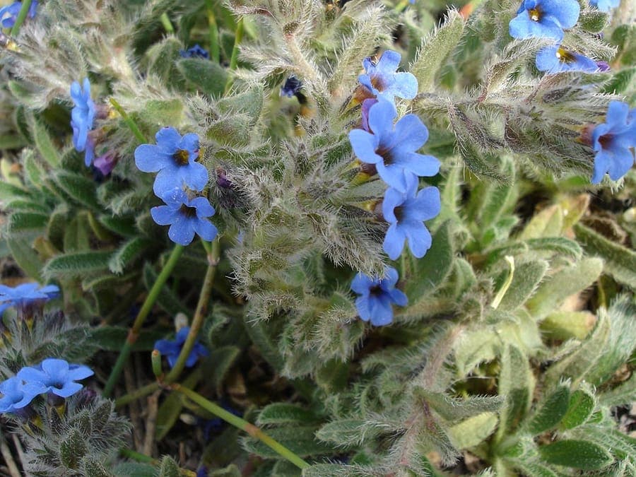 Alkanna tinctoria displaying blue flower clusters