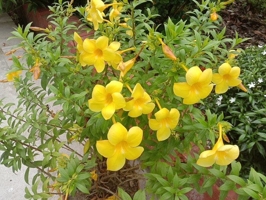 Allamanda cathartica golden trumpet flowers