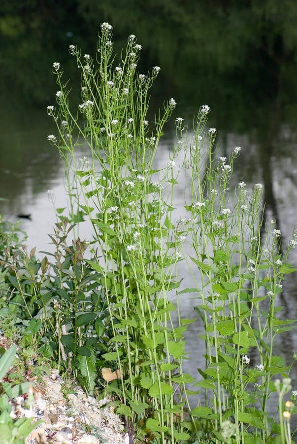 Fleurs blanches de la plante alliaire