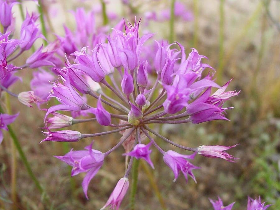 Hooker's onion with purple flowers
