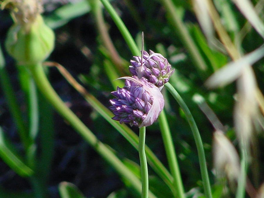 Sharp-flower garlic (Allium acutiflorum) with delicate pink flower clusters