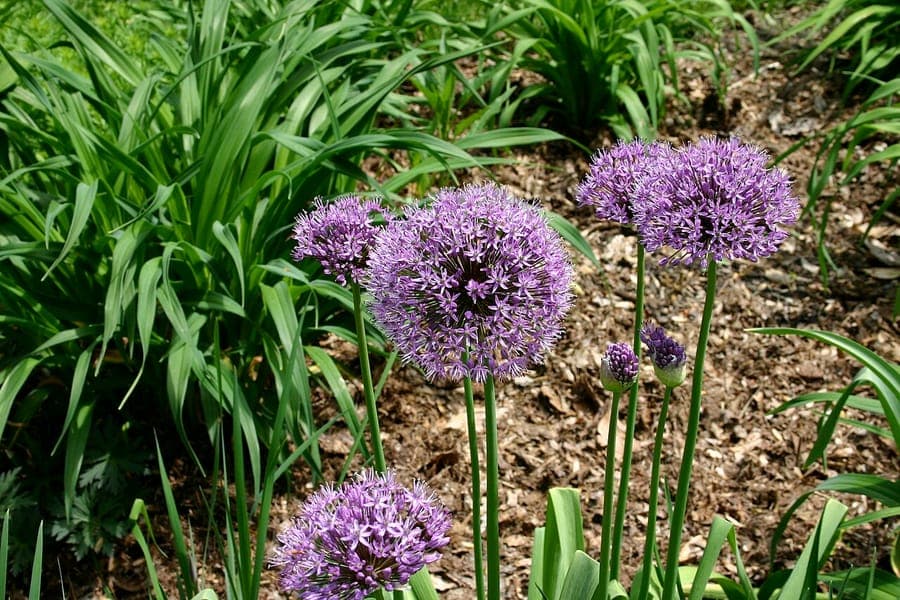 Aflatunense onion with purple star-shaped flowers in bloom