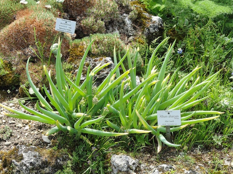 Blühende Röhrenzwiebel in einer sonnigen Steingartenanlage mit lavendelfarbenen Kugelblüten über schlanken Blättern