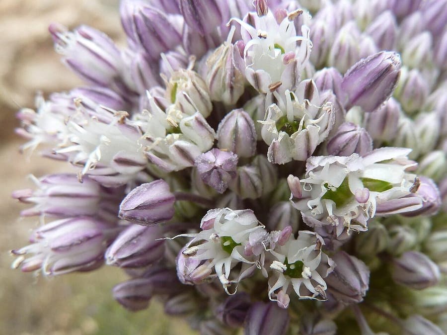 Prei plant in volle bloei op een zonnige zomerse dag, met bolvormige paarse bloemen boven langwerpige bladeren