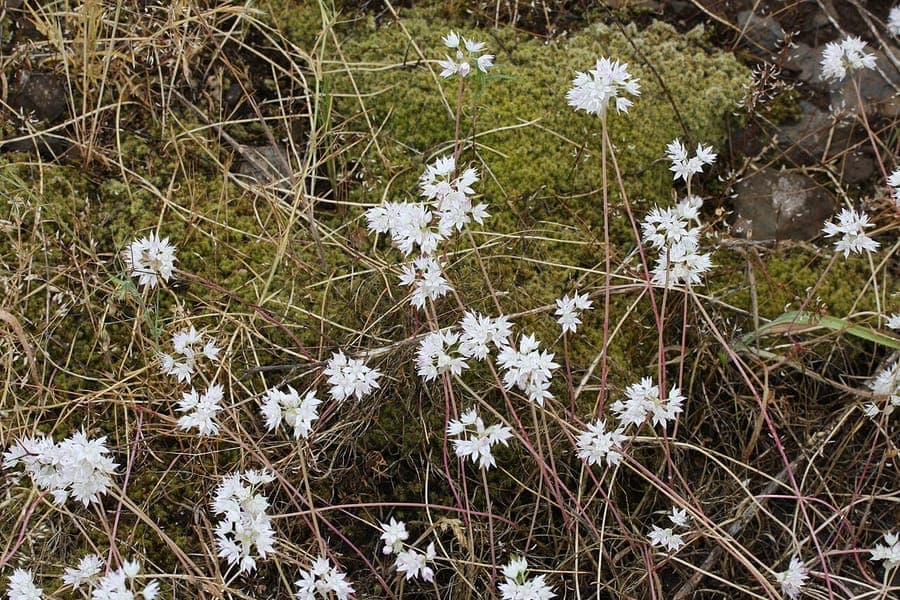 Narrowleaf onion (Allium amplectens) with fine leaves and delicate pink flower clusters