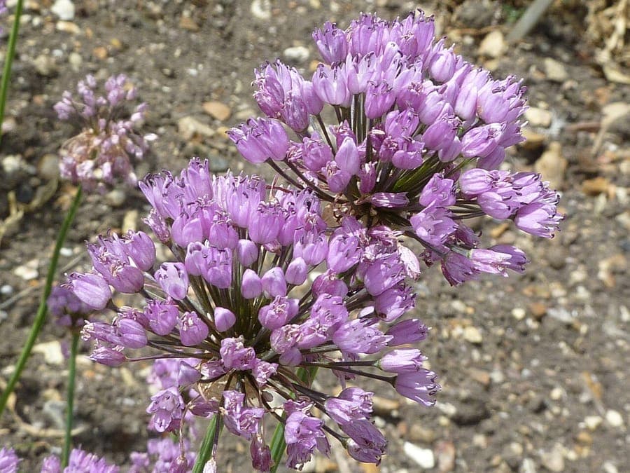 Kleine weiße Blüten des kantigen Lauchs blühen auf einer sonnigen Wiese neben anderen Sommerstauden.