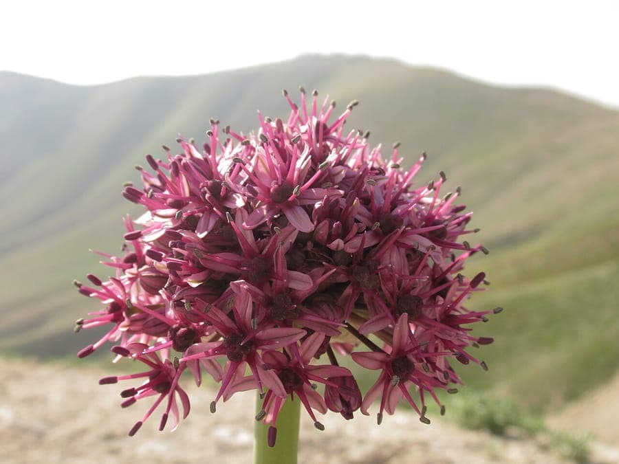 Black Garlic flowers