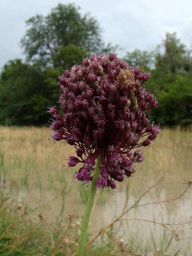 Ackerknoblauch mit tiefviolett gefärbten Blütenständen in voller Blüte auf einem sonnigen Beet