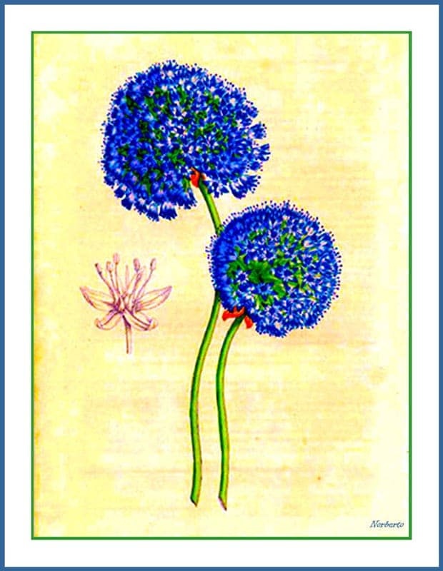 Azure flower heads of Allium caeruleum in full bloom