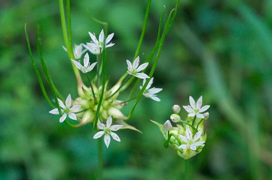 Allium canadense with purple flower clusters