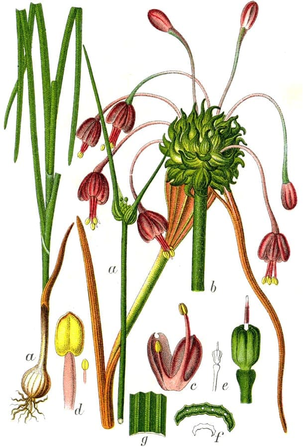 Gekielter Lauch (Allium carinatum) in voller Blüte, schlanke, überhängende Stiele mit hängenden lila sternförmigen Blüten in einem sonnigen Beet
