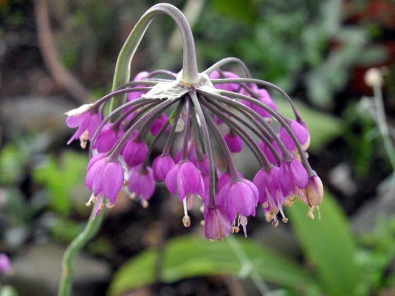 Nickender Lauch Allium cernuum mit charakteristischen hangenden Blutengruppen