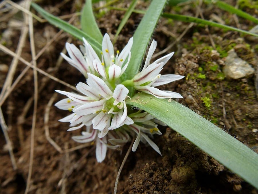 Allium chamaemoly with yellow star-shaped flowers