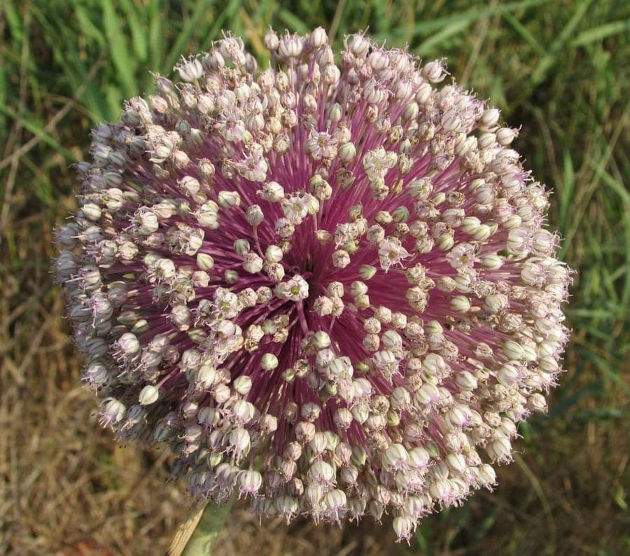 Sea garlic with pink flower clusters in full bloom
