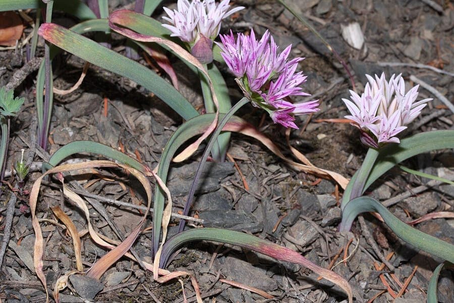 Delicate roze bloemen van Olympische ui in berglandschap