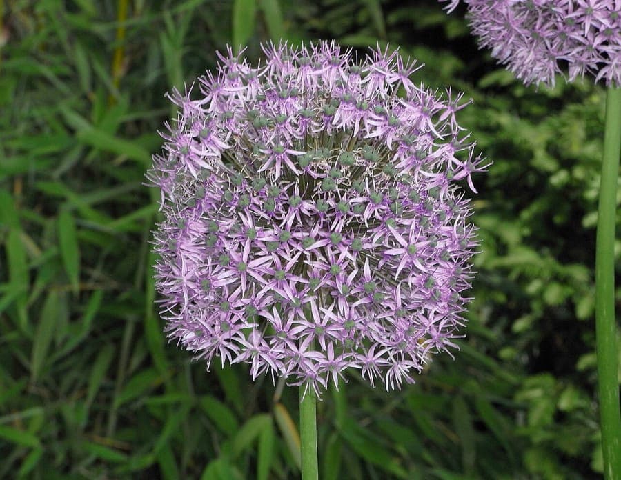 Grote, stervormige bloem van Allium cristophii in volle bloei op een zonnige zomerse dag