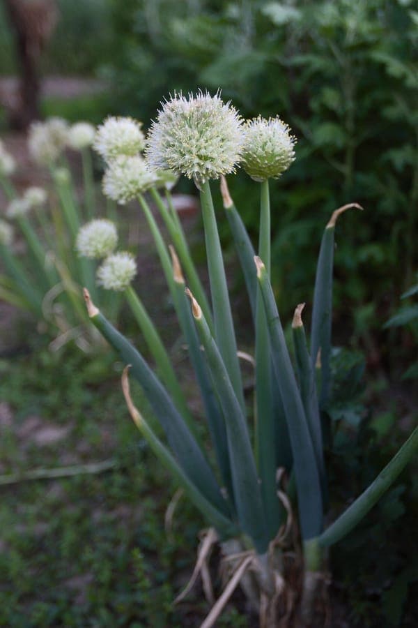 Cluster of upright, hollow green stems with round white flower heads of Welsh onion in full bloom