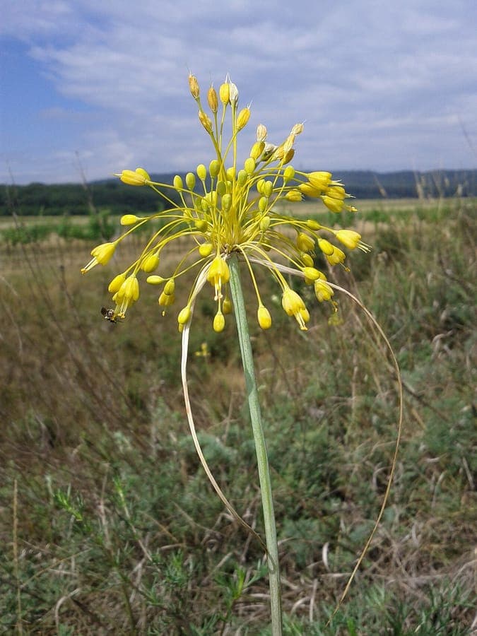 Grappe florale jaune de l'Ail jaune en détail