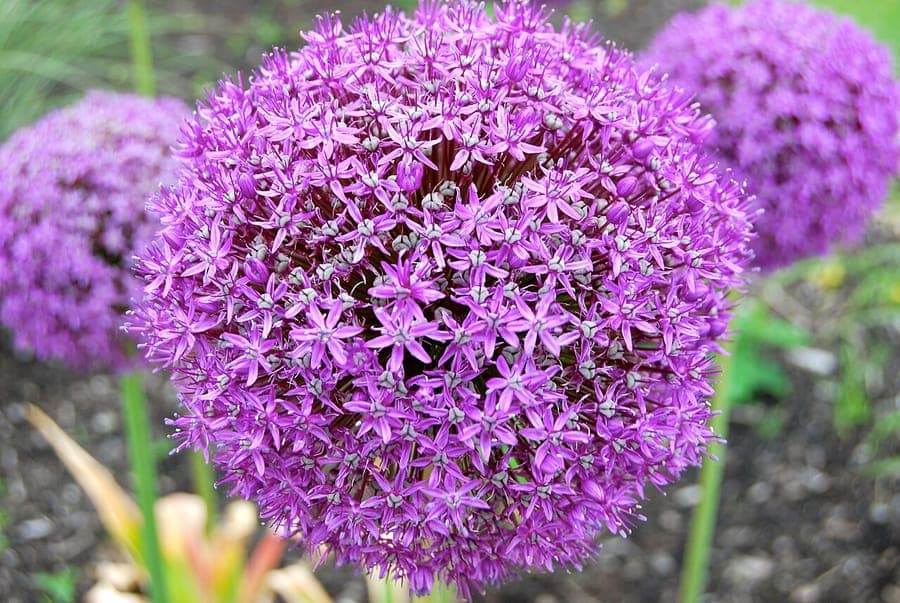 Allium giganteum in voller Blüte mit kugelförmigen violetten Blüten über dem Laub