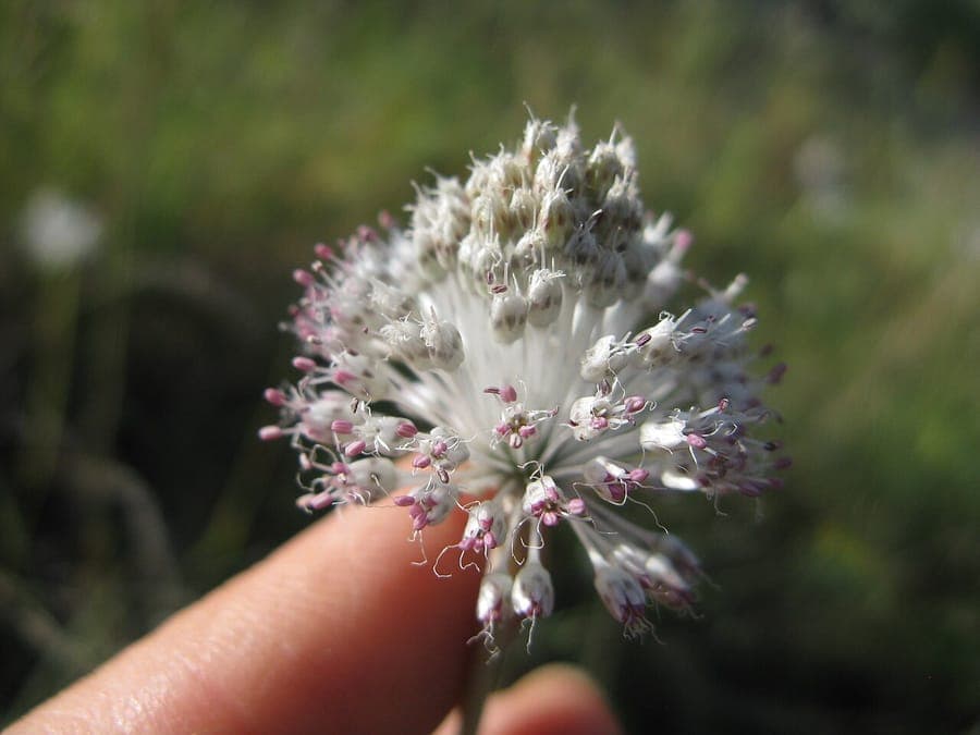 Spotted onion (Allium guttatum) with delicate pink-white flower clusters