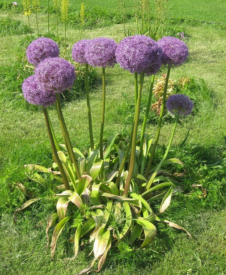 Paarse bolvormige bloem van Allium hollandicum
