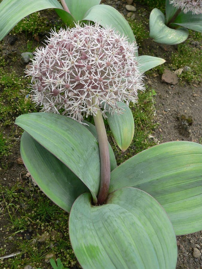 Feuilles rondes et bleu-vert de l'Allium karataviense avec boutons floraux violets en plein soleil