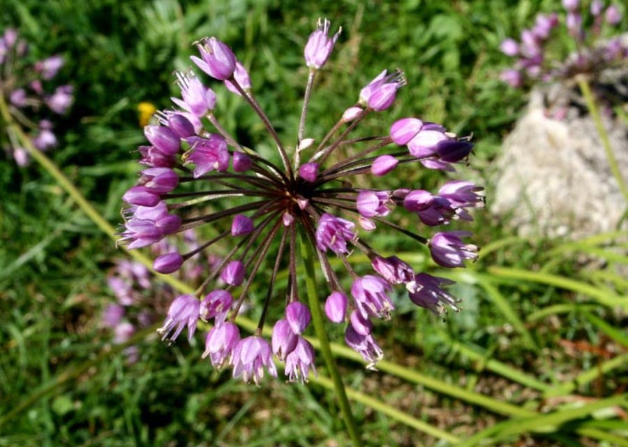 Allium lusitanicum mit purpurroten Blütenständen in einer sonnigen Steingartenanlage