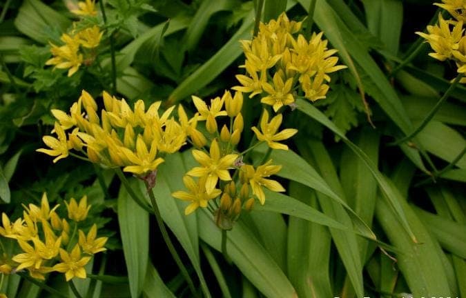 Leuchtend gelbe Blüten des Goldlauchs in voller Blüte auf einem sonnigen Sommerbeet
