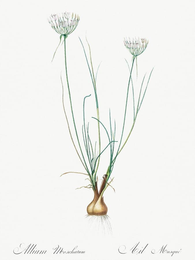 Musky garlic (Allium moschatum) with delicate pink flower clusters and musky scent