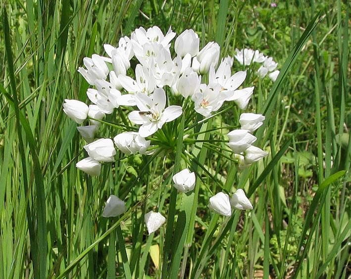 Neapellauch in voller Blüte auf einem sonnigen Hang mit hellem Hintergrund
