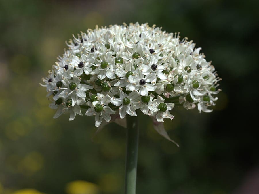 Black garlic flower cluster with white flowers and black stamens