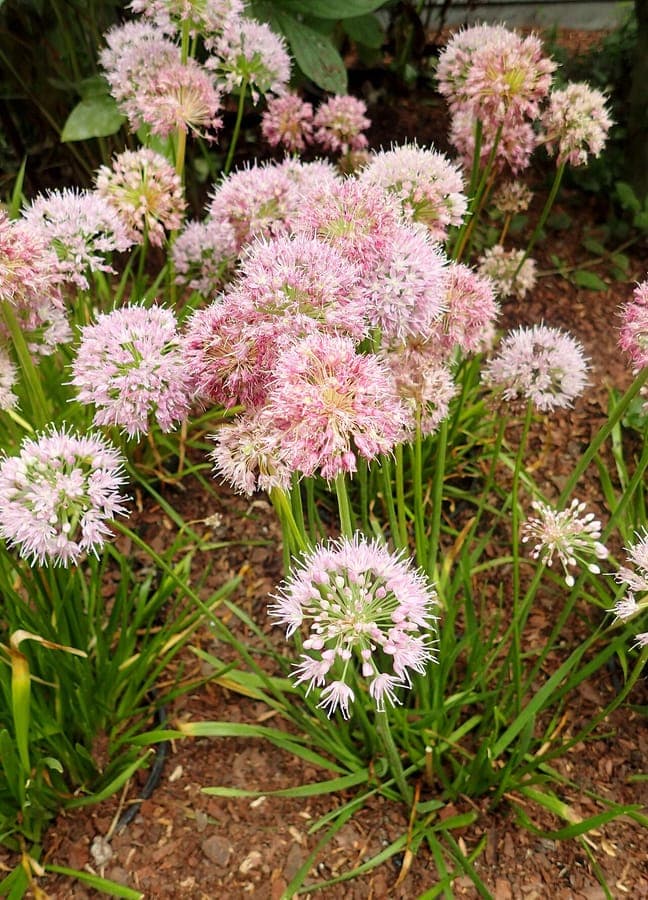 Ciboulette bleue Allium nutans affichant les fleurs bleu-violet caracteristiques