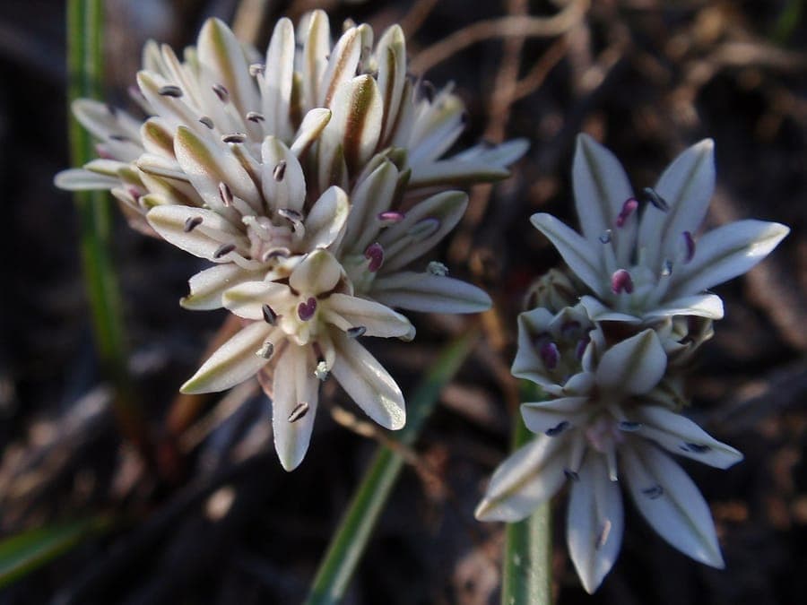 Allium obtusum en fleur avec des fleurs roses
