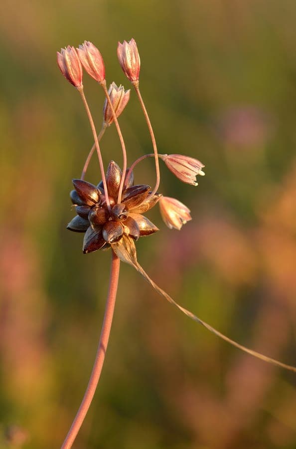 Field garlic in bloom among ornamental grasses and perennials in a cottage garden